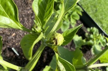 Red Bell Pepper Help!
