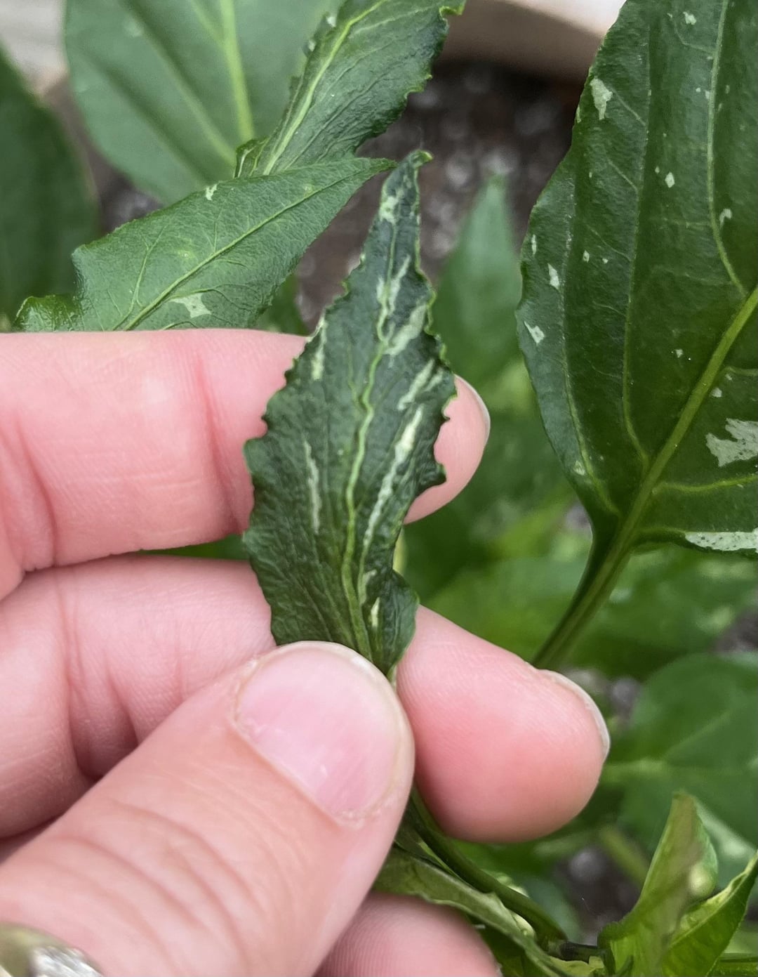 broadmites-chili-chili