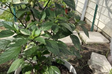 Ornamentals, Superhots, Sweet Pickle Peppers
