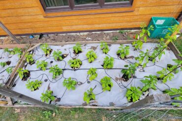 Had a great seeding. But after transplanting a three weeks ago, I see inconsistency in plant color. Had some aphids, shot them out. Added 10-10-10 mixed in water and poured a ladder to each plant yesterday. Plants pictures are Mad Hatter, Carolina Reaper, Ghost, Red Habenaro. Why some yellowish?