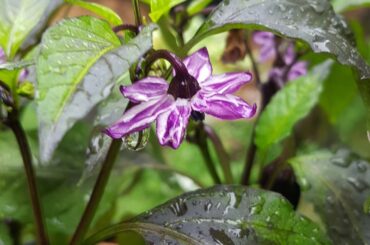 Rainy Day Pepper Pictures - Black Hungarian Flower