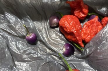 What are these peppers???