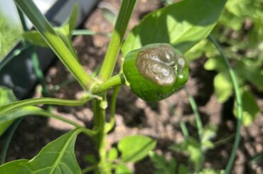Bell Pepper gone wrong?