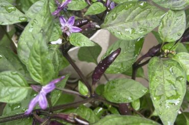 Mattapeno, scarlet purple flash, Lucifer’s Chocolate