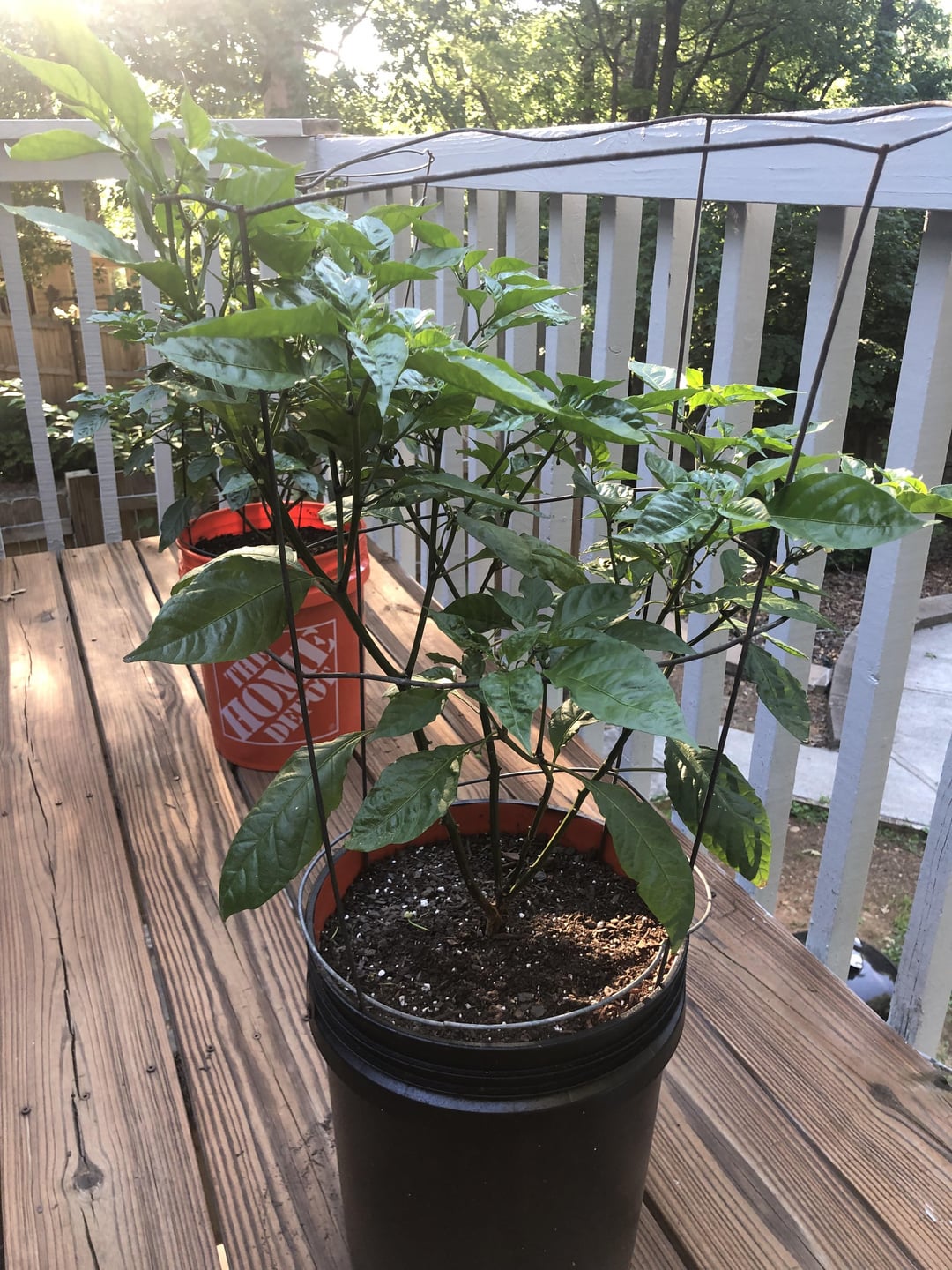 Every single flower falling off? Chili Chili