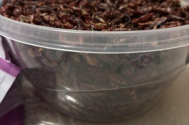 Not enough chapulines if you ask me