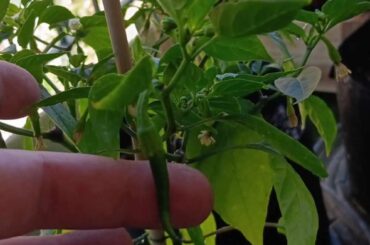Mt first pepper!