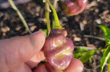 Any clue what these peppers might be?