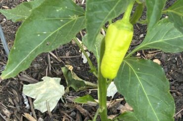 What pepper is this? It is from a part of the garden that had habaneros, but I think the original plant died and I replaced it with something else.