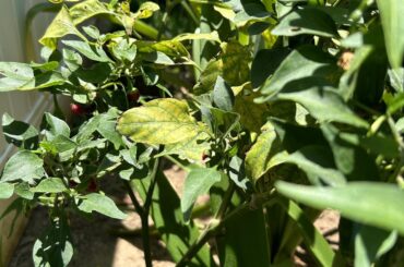 What kind of chili is this?