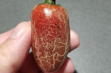 Jalapeno with weird skin