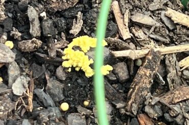 Fungus? Help!