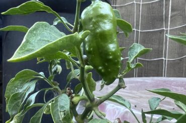 Is it okay for sweet peppers to come out prickly or is this sign of a disease?