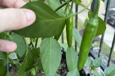 Is this serrano ready to pick?