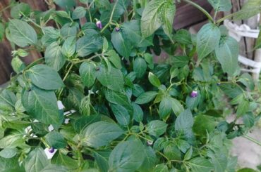 Kratky Rocoto aji largo