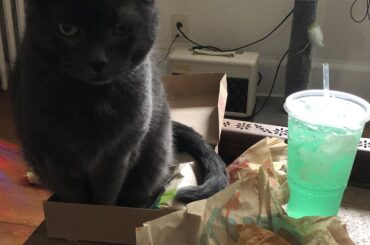 There’s a cat in my cravings box