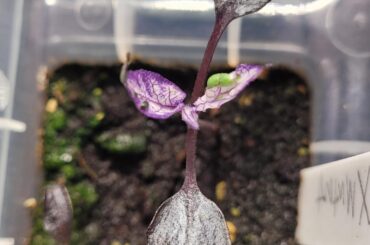 Mattapeno X Purple Flash F3/ Mattapeno X Rh Liloc F2/Mattapeno X Mutant