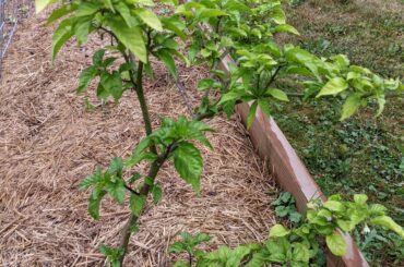 Overwintered Carolina reaper leaves are staying small?