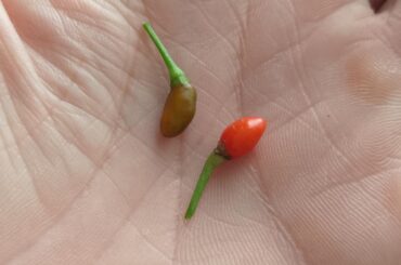 Peppers are photoperiod or flower/fruity based on nutrients?