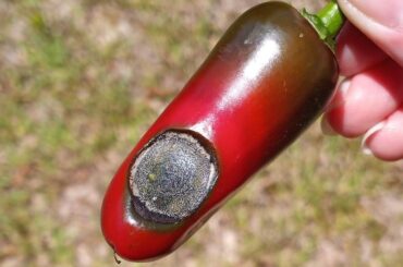 What's happening to my peppers?