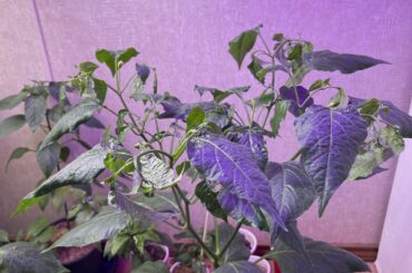My tepin x lemon drop plant started producing peppers