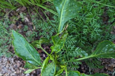 Should I pull this plant?