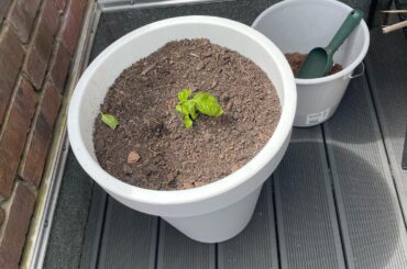 Chilis don’t grow