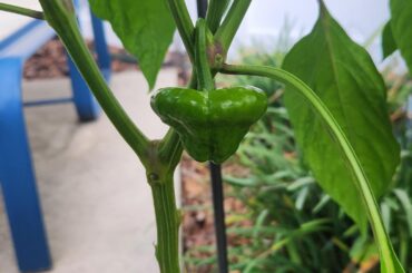 Weird looking habanero?