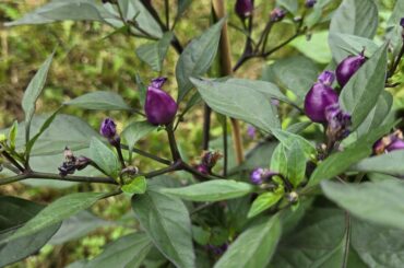 Purple hot pepper ID