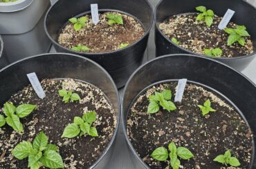 New to growing peppers