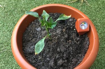 Do my pepper plants look ok
