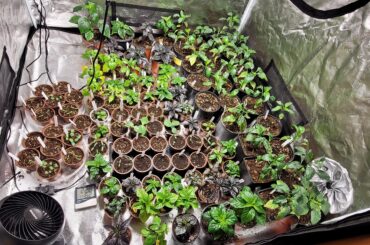 Lots of peppers this year