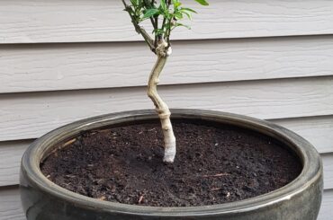 3 Week Difference - Jalapeno Bonchi Shaping (May 12th to June 5th)