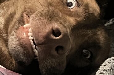 My dawg when asked if he wants to go on a ride to taco bell