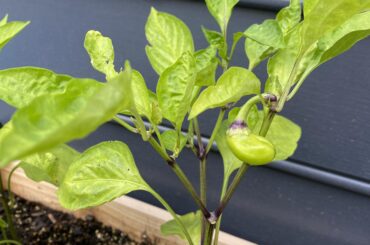 Purple Bell - Sweet Pepper