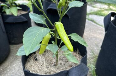 Pepper ID