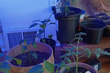 New pepper grower