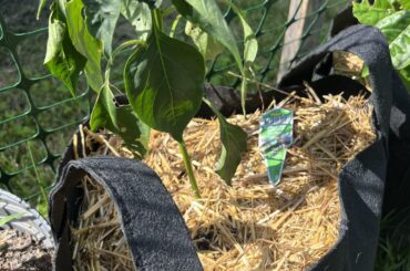 Why are my pepper plants struggling?