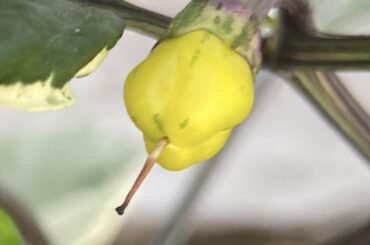 The Elusive Yellow Mattapeno