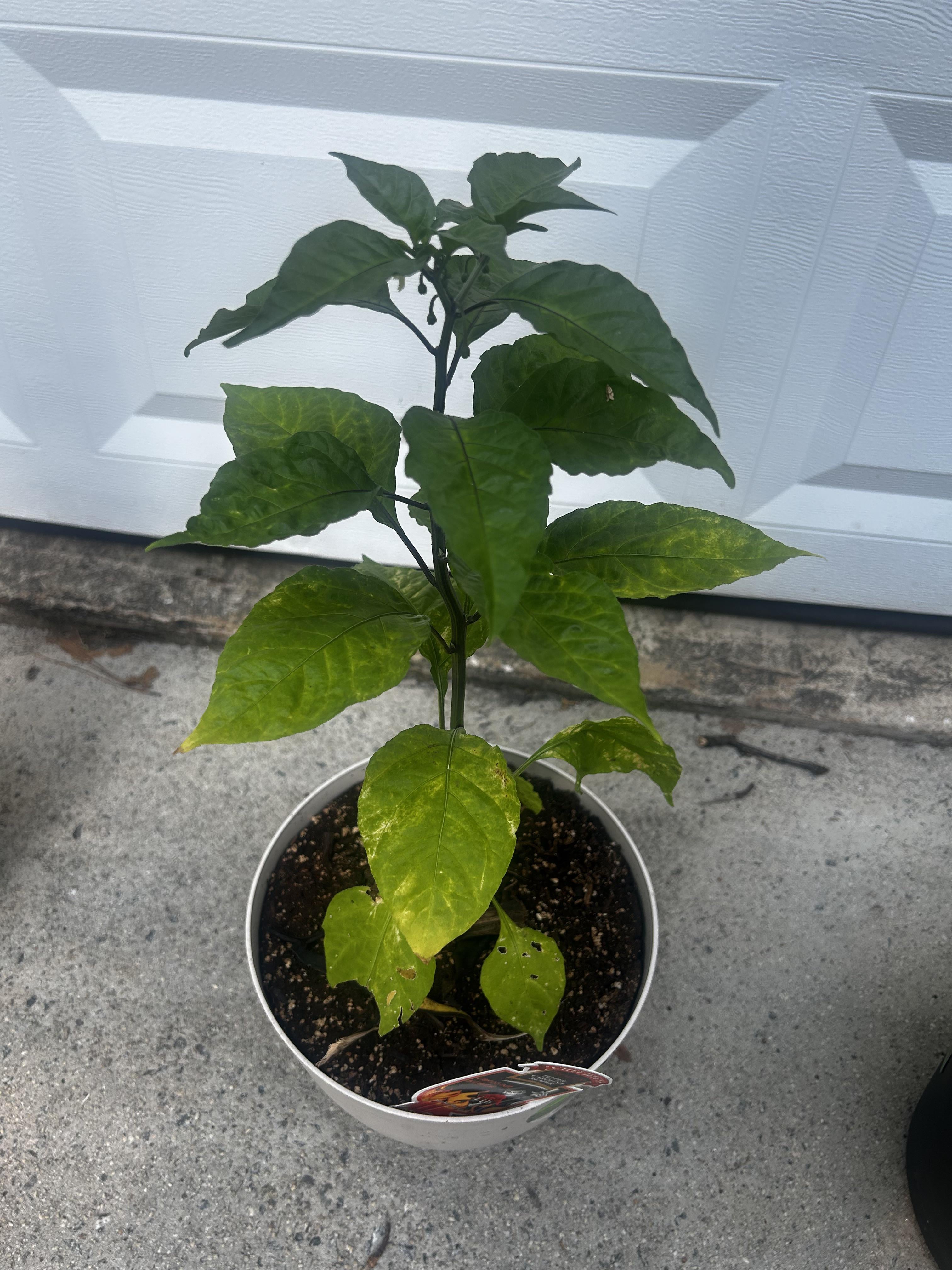 Carolina reaper plant. Why are my leaves turning yellow? They are
