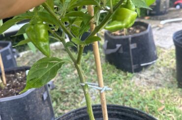 these were labeled as red habanero when i naught them but im convinced they are two different plants can anyone identify them ?