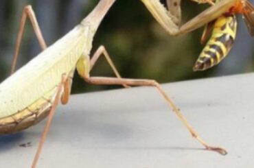 Praying Mantis for my peppers
