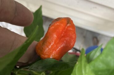 First ghost