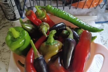 Planted early indoors for an early harvest!