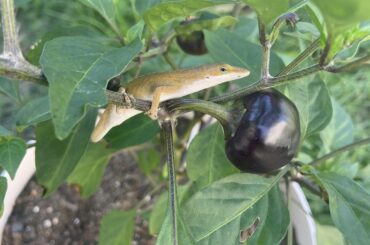 Lizard on Peppers
