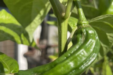 Mystery pepper?