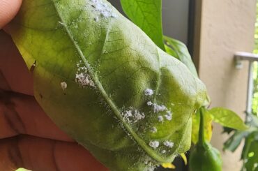 What is killing my peppers?