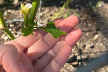What keeps eating my pepper leaves?