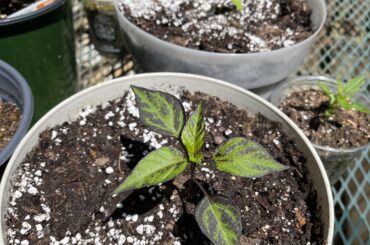 Any idea what this could be? Planted from seed variety hot pack.