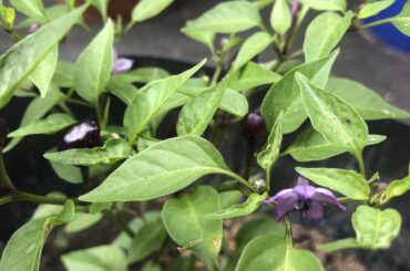 Filius blue